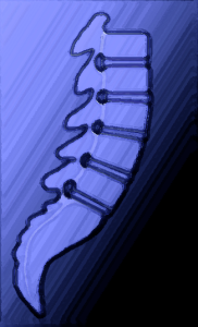 spine picture